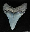 Fine and Affordable Inch Megalodon Tooth #119-1